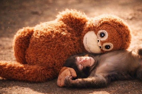 Bir maymun, bir oyuncak ve milyonlarca izlenme