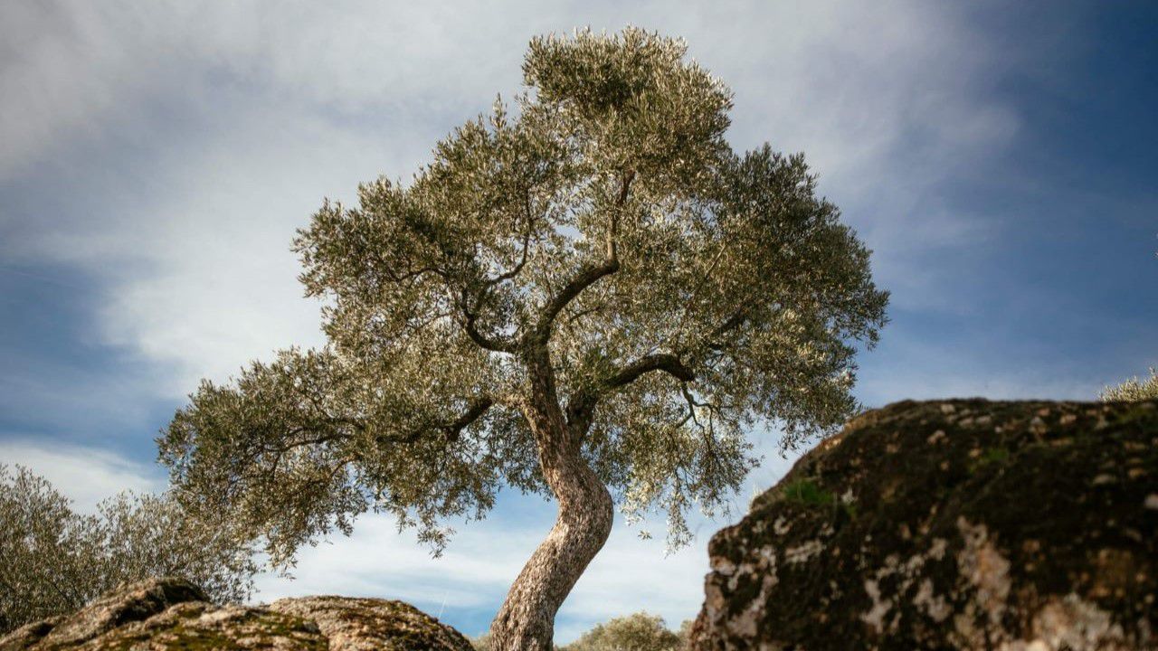 Yücel Sönmez anısına zeytinyağı kütüphanesi