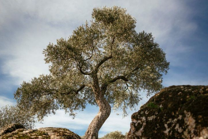 Yücel Sönmez anısına zeytinyağı kütüphanesi