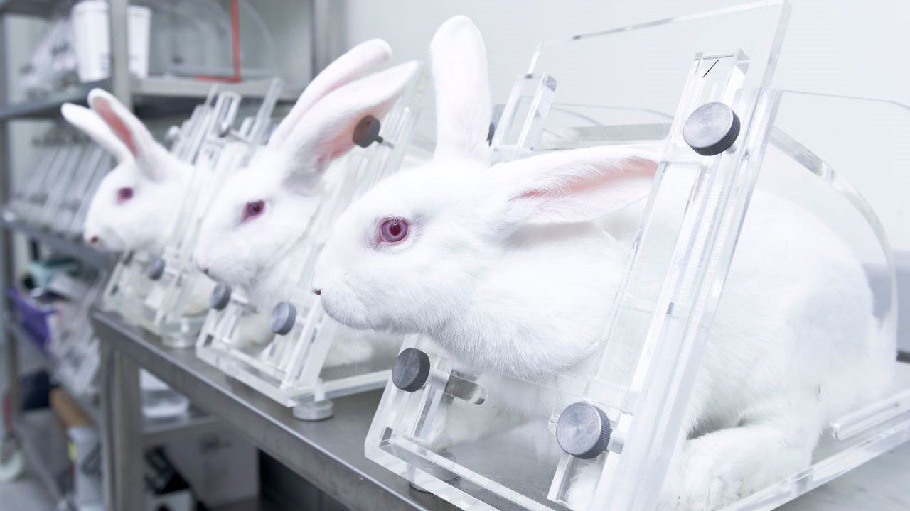 Yapay zeka hayvan deneylerini bitirecek