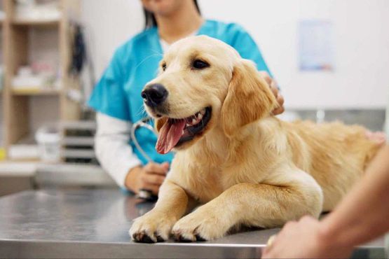 Evcil hayvanınız sigortalı mı?